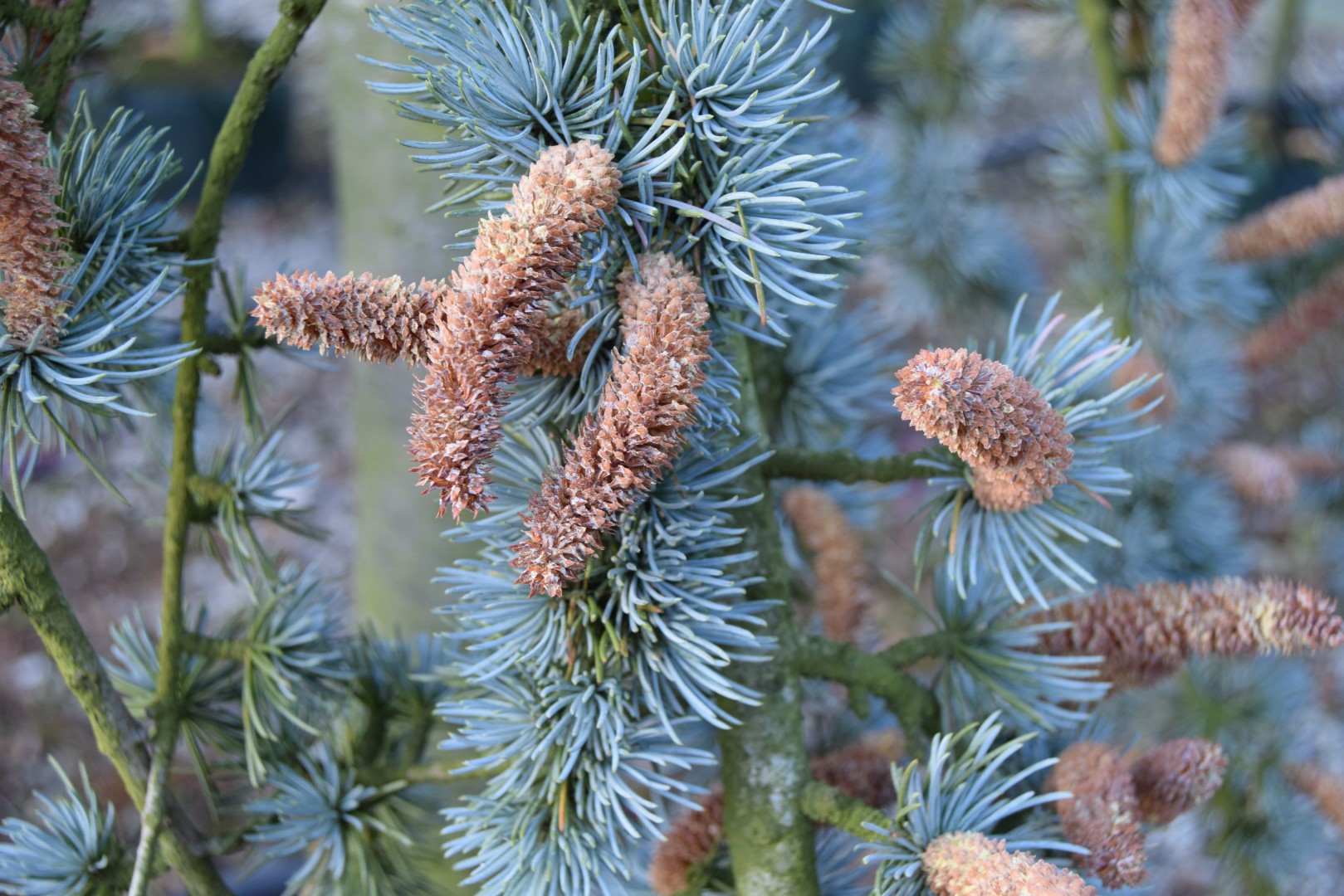 Cedrus atlantica Glauca Group